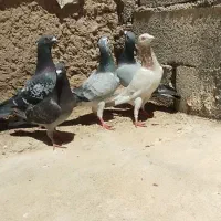 کبوتر