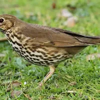 کبوتر نوک غراب