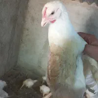 مرغ گوشتی مرغ سبز