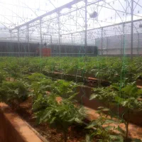 گلخانه-هیدروپونیک