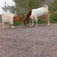 دوتا چبش نری