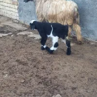 میش بره دار|حیوانات مزرعه|درودزن, |دیوار