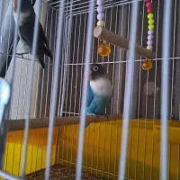 کوتوله برزیلی