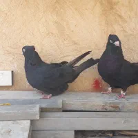 کبوتر خوبو|پرنده|شیراز, پودنک|دیوار