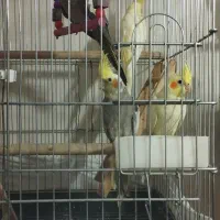 جوجه عروس های زیبا ۲ماهه|پرنده|خرمدره, |دیوار