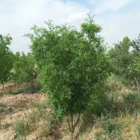 باغ