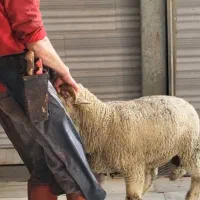 قصاب و سلاخ (در محل) گنبد