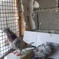 کبوتر بلند پرواز سرور اتیشی|پرنده|صباشهر, |دیوار