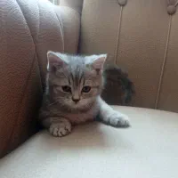 بچه گربه بریتیش اسکاتیش