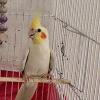 عروس هلندی سالم و خونگی|پرنده|اصفهان, سپاهانشهر|دیوار