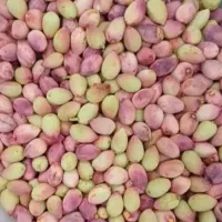 پسته تازه
