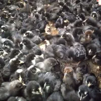 جوجه مرغ خروس