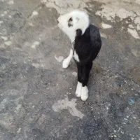 بره نر بی گوش