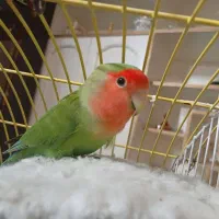 کوتوله برزیلی|پرنده|شیراز, سینما سعدی|دیوار