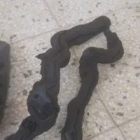 ذغال رز انگوی