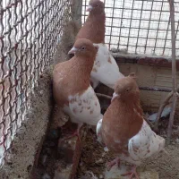 ۶عدد کله زرد