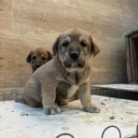 پژدر واکسینه شده|سگ|تهران, منیریه|دیوار