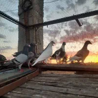 7عدد کبوتر تضمین