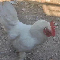 مرغ،خروس جاپنیز(سفید)