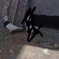 کبوتر گمشده