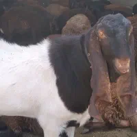 نربز|حیوانات مزرعه|مشهد, شهید رضوی|دیوار