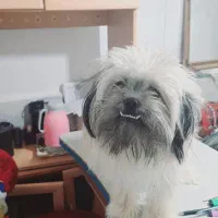 حیوانات خانگی|سگ|قزوین, |دیوار