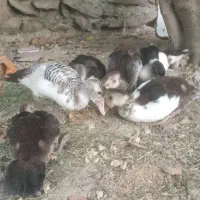 اردک خارجی نزدیک به چهار ماه  نوکنده