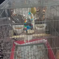 طوطی برزیلی نر