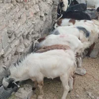 توشک قصابی