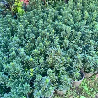 گل وگیاه طبیعی