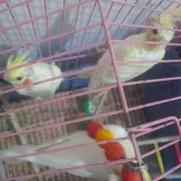 پرنده  عروس هلندی ۴عدد