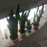 گل با گلدان|گل و گیاه طبیعی|قزوین, |دیوار