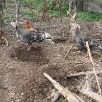 بوقلمون نر و ماده فروشی وزن بالا ارگانیک بدون دارو