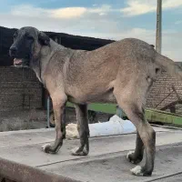 واگذاری سگ سرابی|سگ|ری, علایین|دیوار