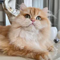 شهر بریتیش لانگ هیر در همه رنگ کیفیت بینظیر