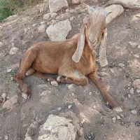 با سلام دو عدد نر افغان ماده بز سانن فروشی