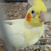 یه جفت عروس هلندی لیتونو الان روتخم هست