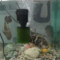 اکواریوم|ماهی|قوچان, |دیوار