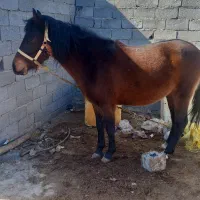 مادیان عرب کورد قصراب