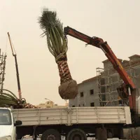 نخل فنیکس پالم نارگیل درخت نهال موز برحی خرما