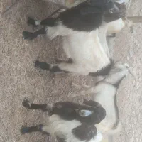 تعداد 7کهره