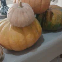 کدو کمتر از قیمت بازار