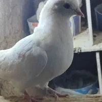 یک جفت کبوتر طوق جوانه|پرنده|کرمانشاه, |دیوار