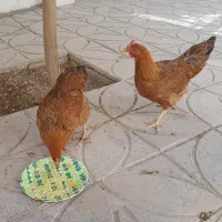 مرغ و جوجه محلی