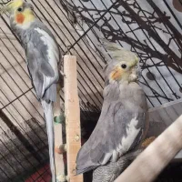 عروس هلندی
