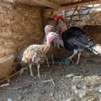 بوقلمون ماده جوان تخمی به ضمانت