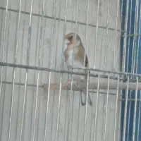 ماده دورگ فروش