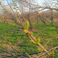 فروشنده زمین کشاورزی هستی پیام بده