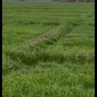 زمین-کشاورزی