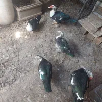 اردک خارجی (اسرائیلی) نر|حیوانات مزرعه|فاضل آباد, |دیوار